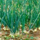 Выращивание репчатого лука из семян и рассадный способы