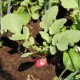 Редис - ранний посев, уход и выращивание