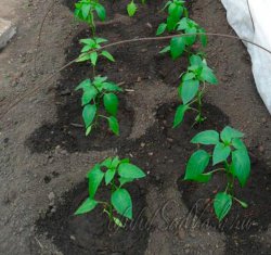 Выращивание перцев в открытом грунте