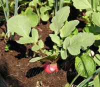 Редис - ранний посев, уход и выращивание