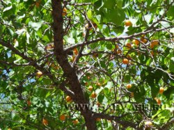 Особенности выращивания абрикоса в сибири
